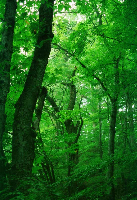 Foto, materieel, vrij, landschap, schilderstuk, bevoorraden foto,Greenery van een bos, Boom, Gaarde, Aftakking, 