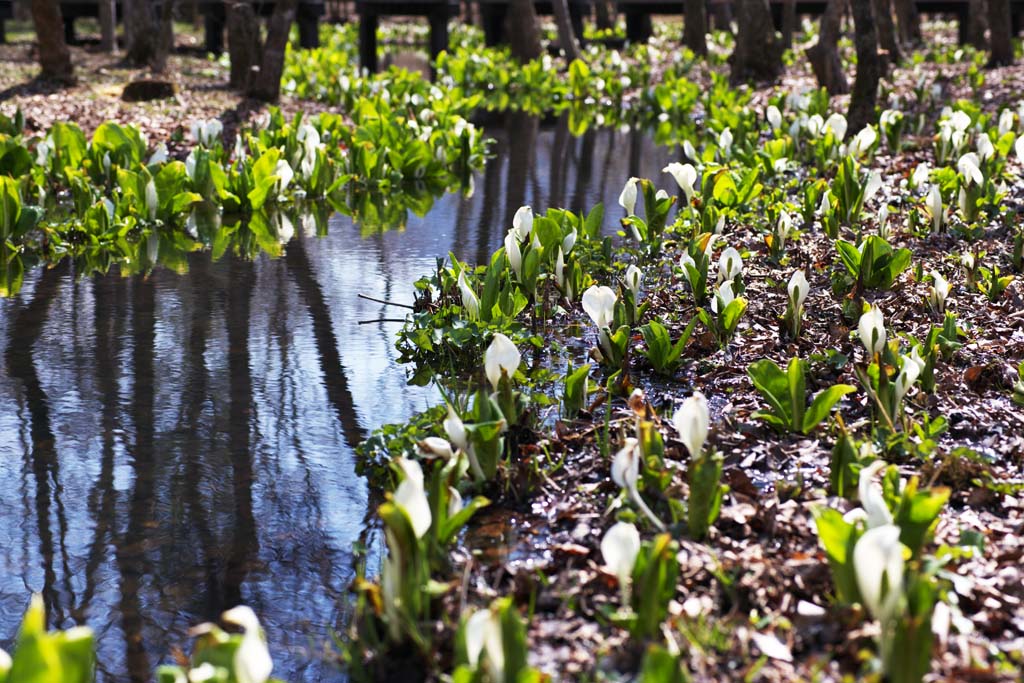 foto,tela,gratis,paisaje,fotografía,idea,Skunk Col Waterside, White Arum, A jengibre tropical, Col de mofeta, Pantano