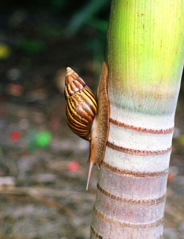 foto,tela,gratis,paisaje,fotografía,idea,Caracol, Mariscos, , , 