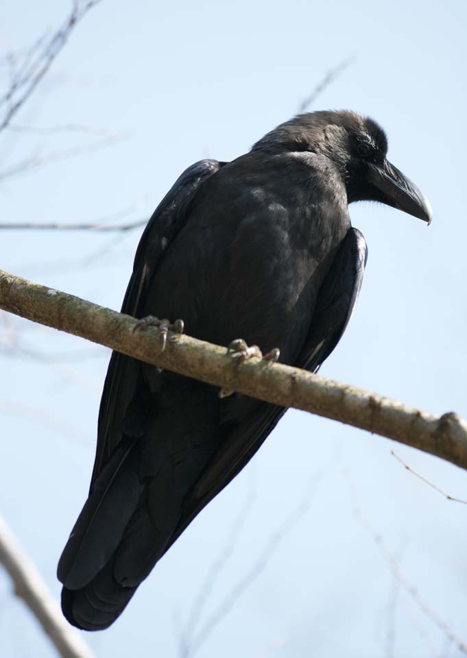 Ôîòî, ìàòåðèàëüíûé, ñâîáîäíûé, ïåéçàæ, ôîòîãðàôèÿ, ôîòî ôîíäà.,Crow, KARASU, Crow, Silky, Raven