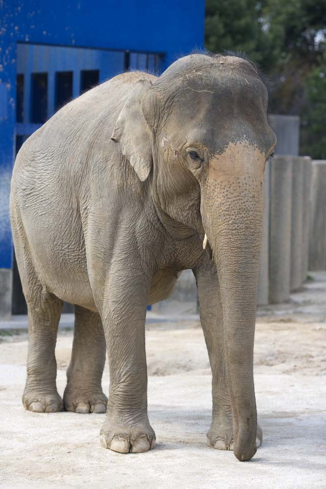 fotografia, materiale, libero il panorama, dipinga, fotografia di scorta,Elefante asiatico, L'elefante, Elefante, , Naso lungo