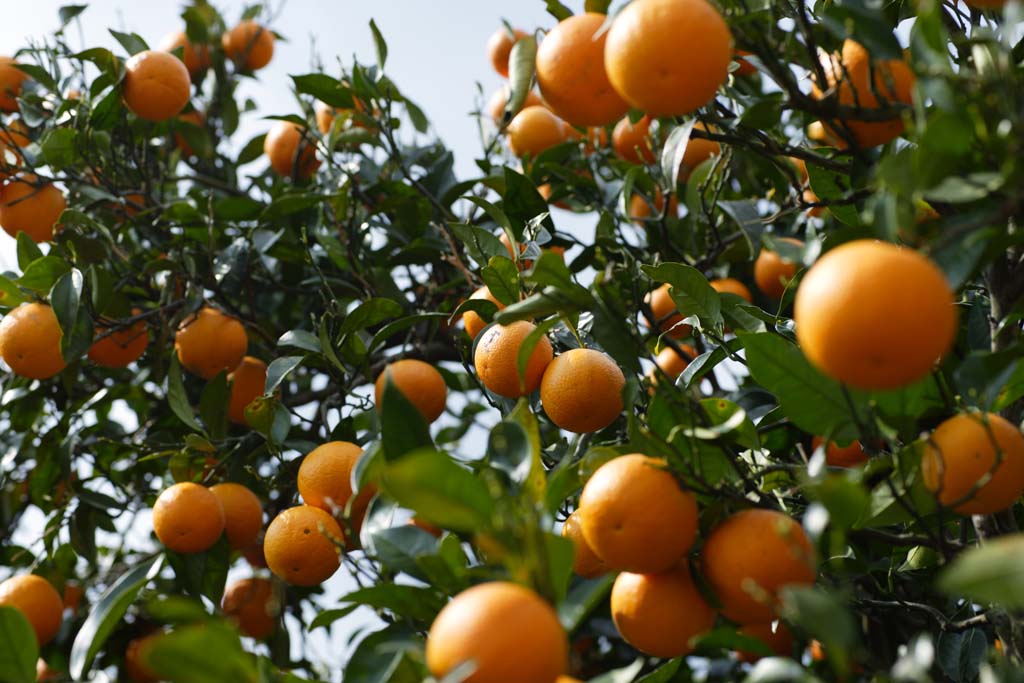 foto,tela,gratis,paisaje,fotografía,idea,Una naranja de hassaku, Frutas cítricas, , Fruta, Mandarín naranja