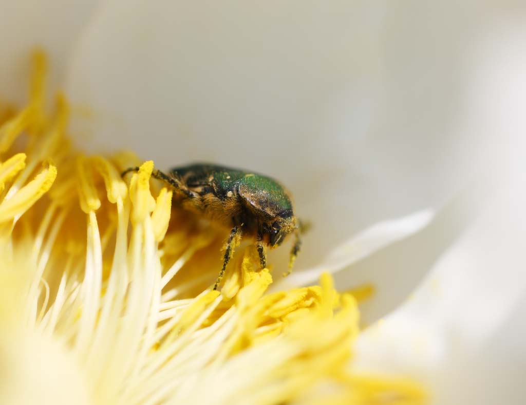 photo, la matière, libre, aménage, décrivez, photo de la réserve,Sapez chafer, coléoptère, , , bouton