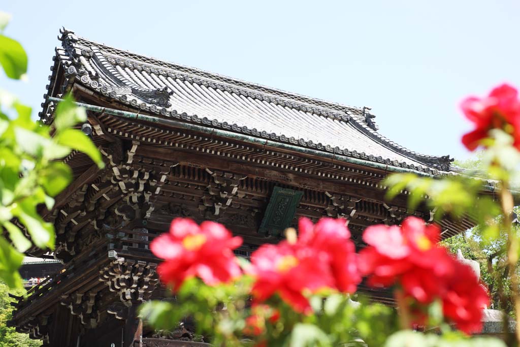 foto,tela,gratis,paisaje,fotografía,idea,La puerta de Deva de Hase - templo de dera, Mikado, El Kannon, Fiel, Mitera de la flor