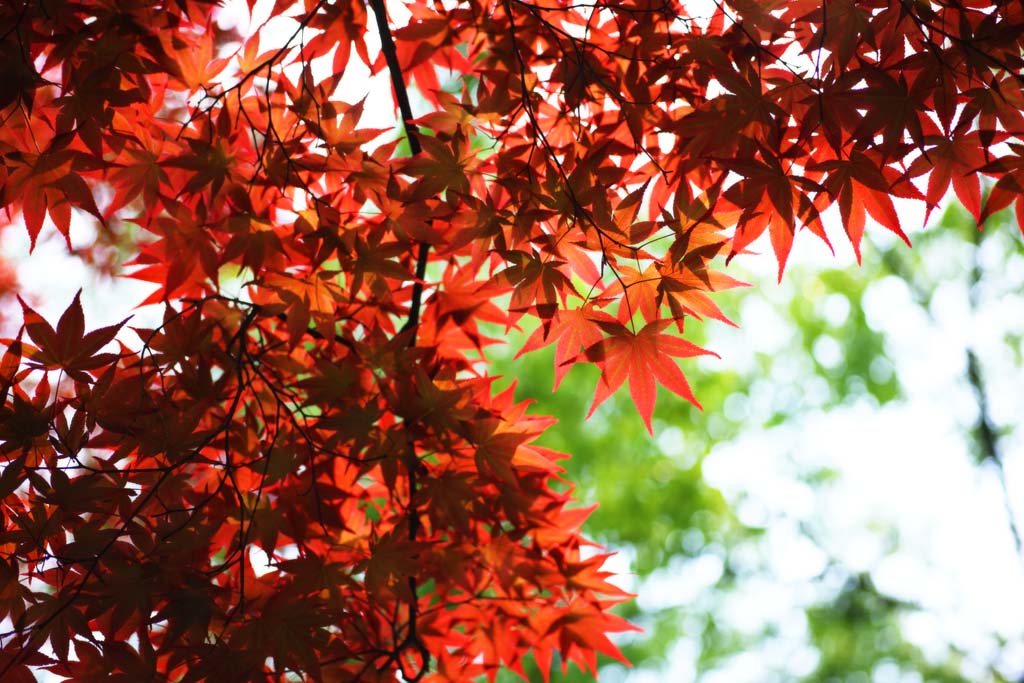 foto,tela,gratis,paisaje,fotografía,idea,Permisos el debe de color de los principios de verano, Arce, Rojo, En primavera, Doblo rojo y amarillo