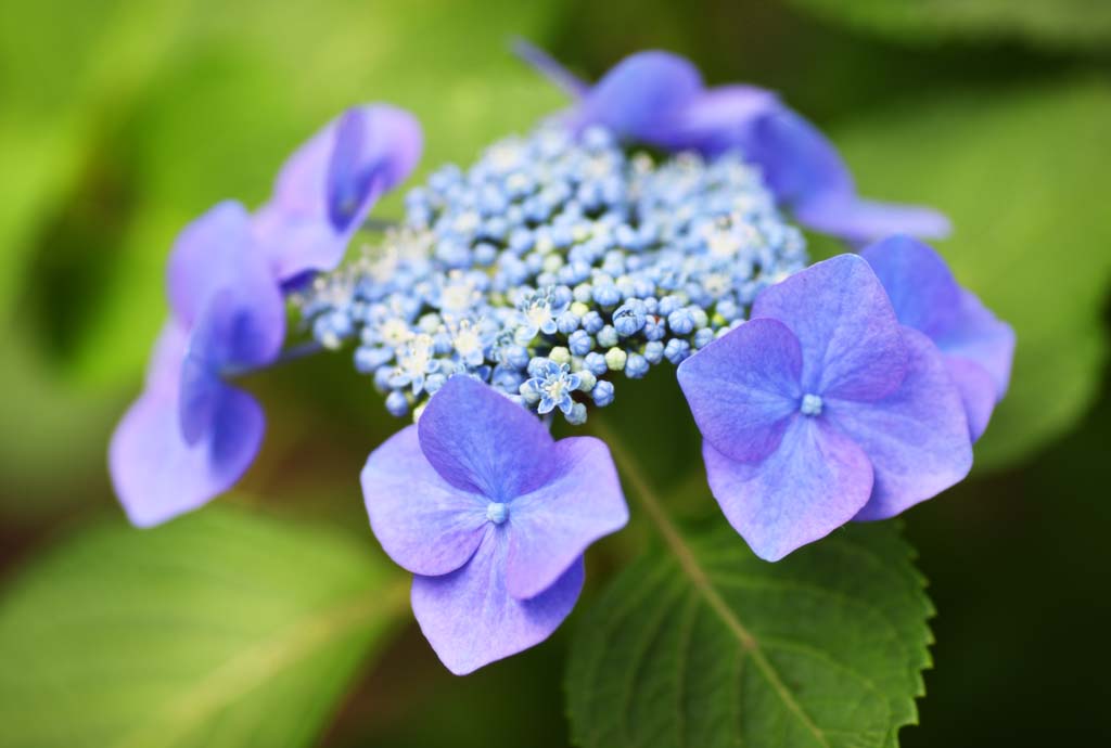 foto,tela,gratis,paisaje,fotografía,idea,Hydrangea macrophylla, Hydrangea, , , La estación lluviosa