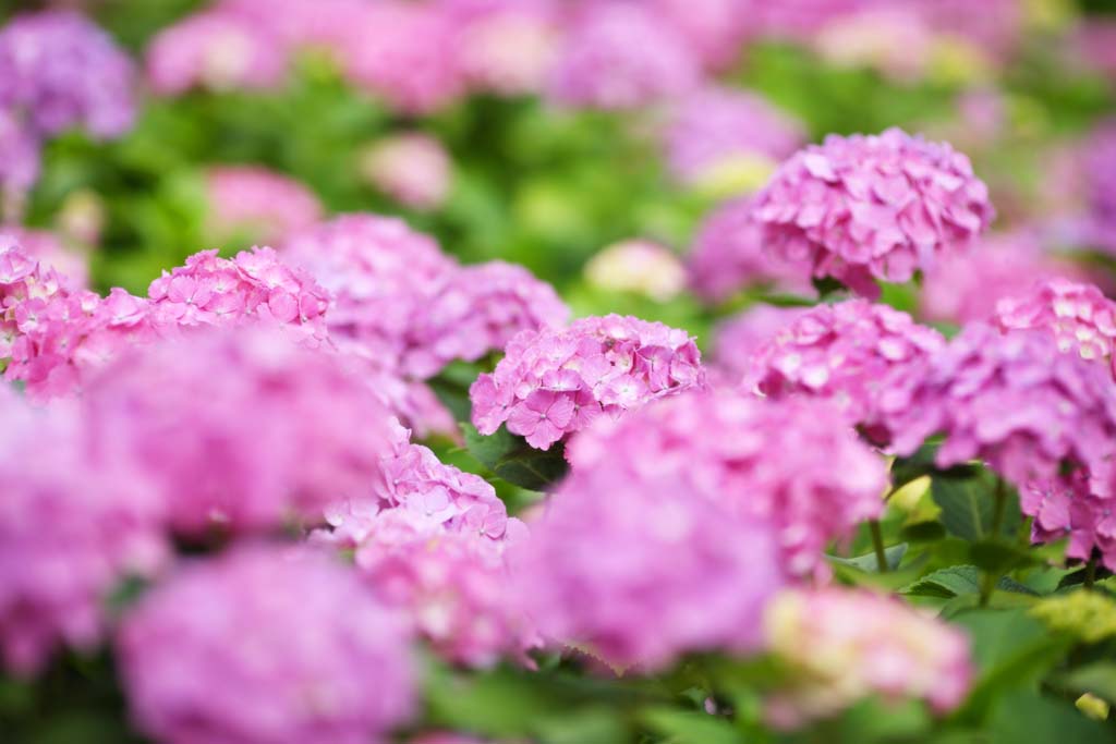 foto,tela,gratis,paisaje,fotografía,idea,Say Yaw hydrangea, Hydrangea, , , La estación lluviosa