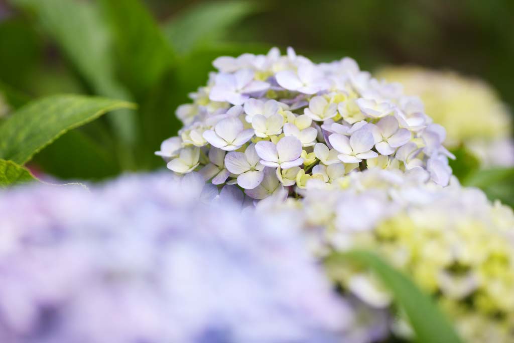 foto,tela,gratis,paisaje,fotografía,idea,Say Yaw hydrangea, Hydrangea, , , La estación lluviosa