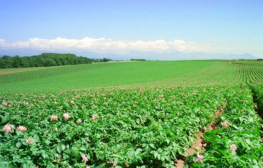 Foto, materiell, befreit, Landschaft, Bild, hat Foto auf Lager,Ewiges Kartoffelfeld, Wolke, Feld, grün, blauer Himmel