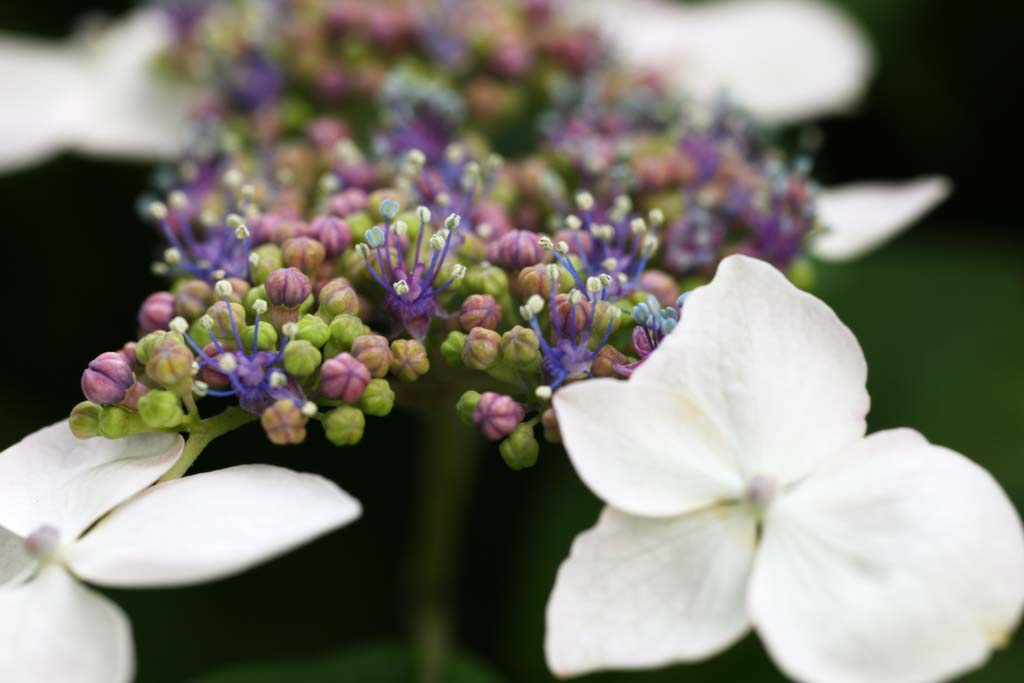 foto,tela,gratis,paisaje,fotografía,idea,Hydrangea macrophylla, Hydrangea, , , La estación lluviosa