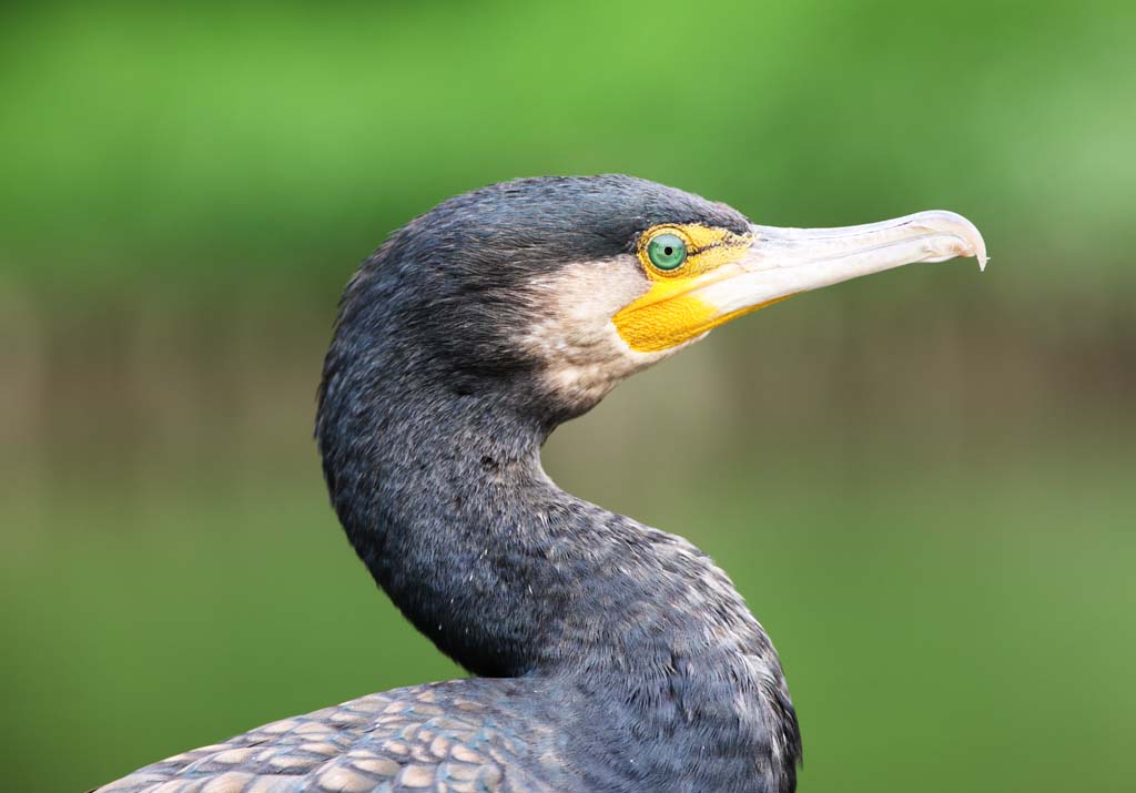 foto,tela,gratis,paisaje,fotografía,idea,Un cormorán común, Cormorán, , , Factura