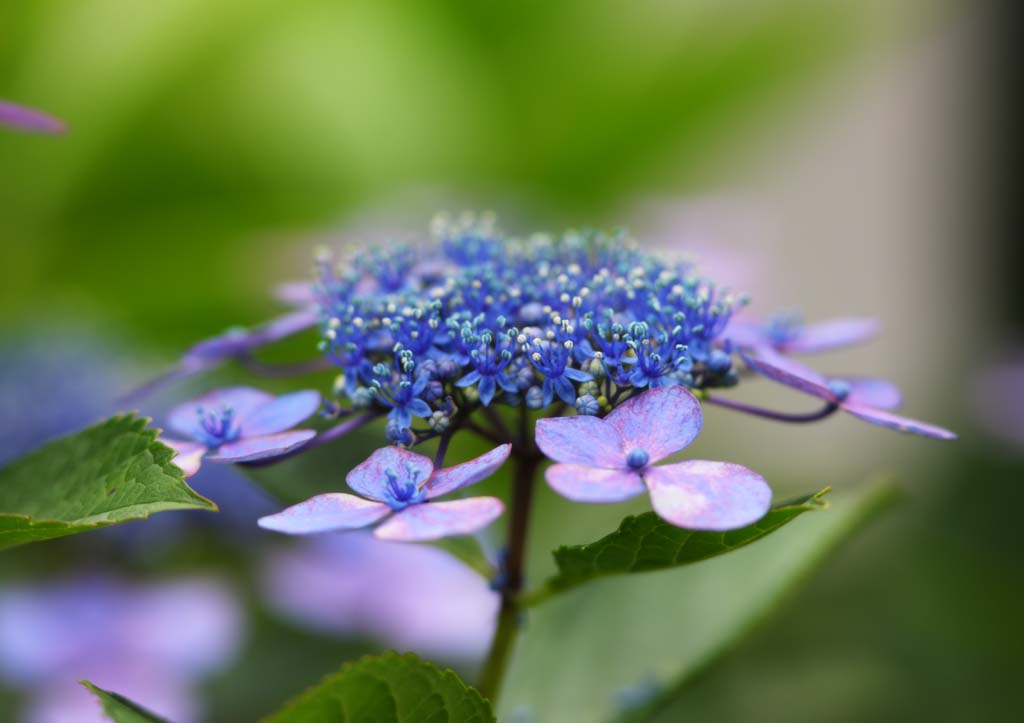 fotografia, materiale, libero il panorama, dipinga, fotografia di scorta,Macrophylla di ortensia, ortensia, , , La stagione piovosa