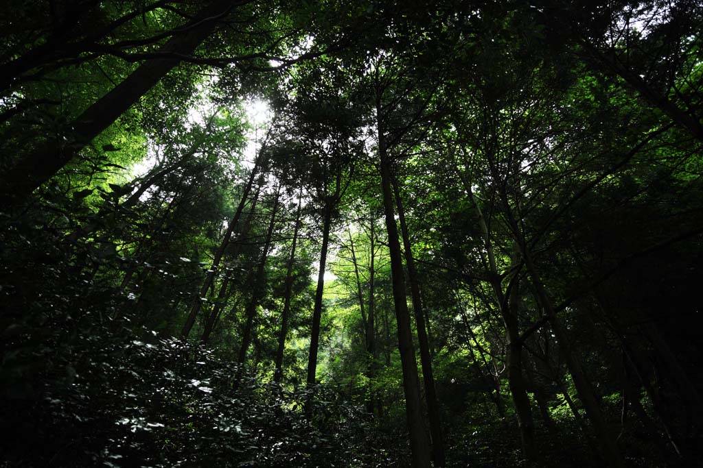 foto,tela,gratis,paisaje,fotografía,idea,Un árbol de monte. Takao, La corteza, Moss, Manera de la sección, Bosque