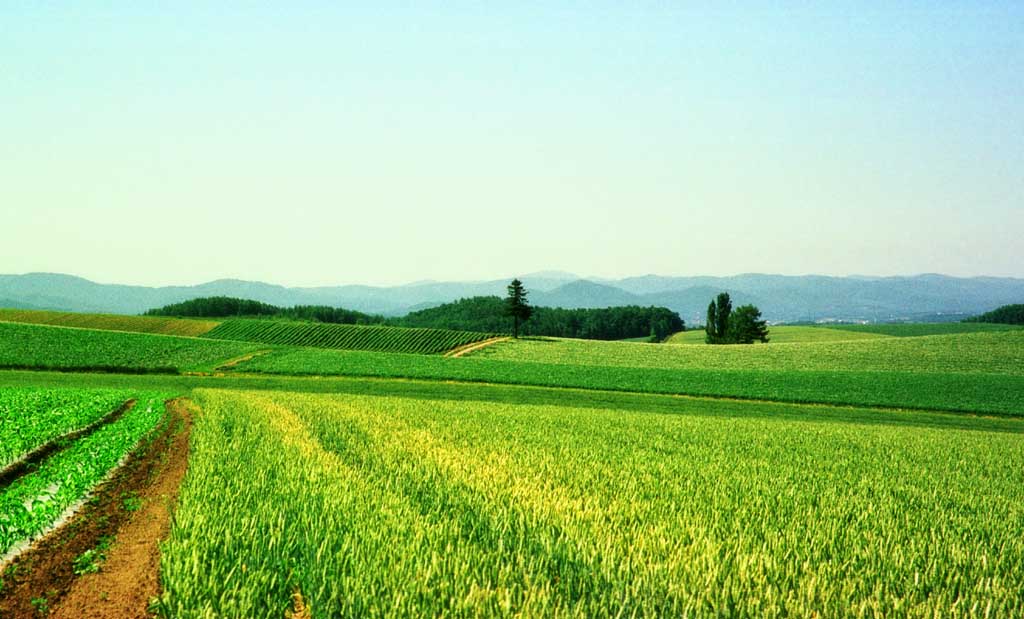 Foto, materiell, befreit, Landschaft, Bild, hat Foto auf Lager,Weizenfeld, Gras, Feld, grün, blauer Himmel