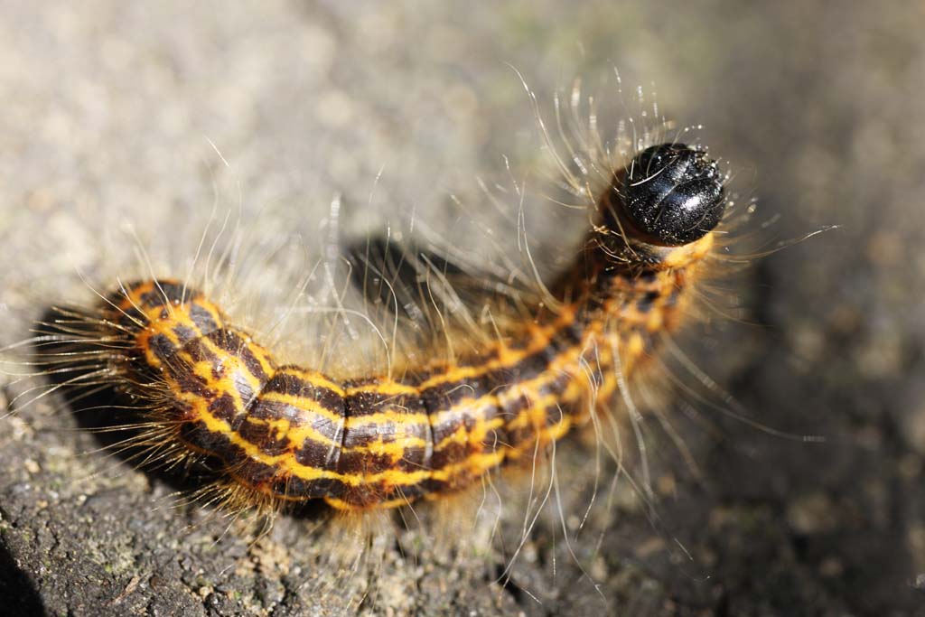 photo, la matière, libre, aménage, décrivez, photo de la réserve,Une chenille velue, chenille velue, , , papillon de nuit