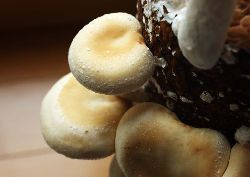 foto,tela,gratis,paisaje,fotografía,idea,Un shiitake, Hongo, , Kinoko, Shiitake