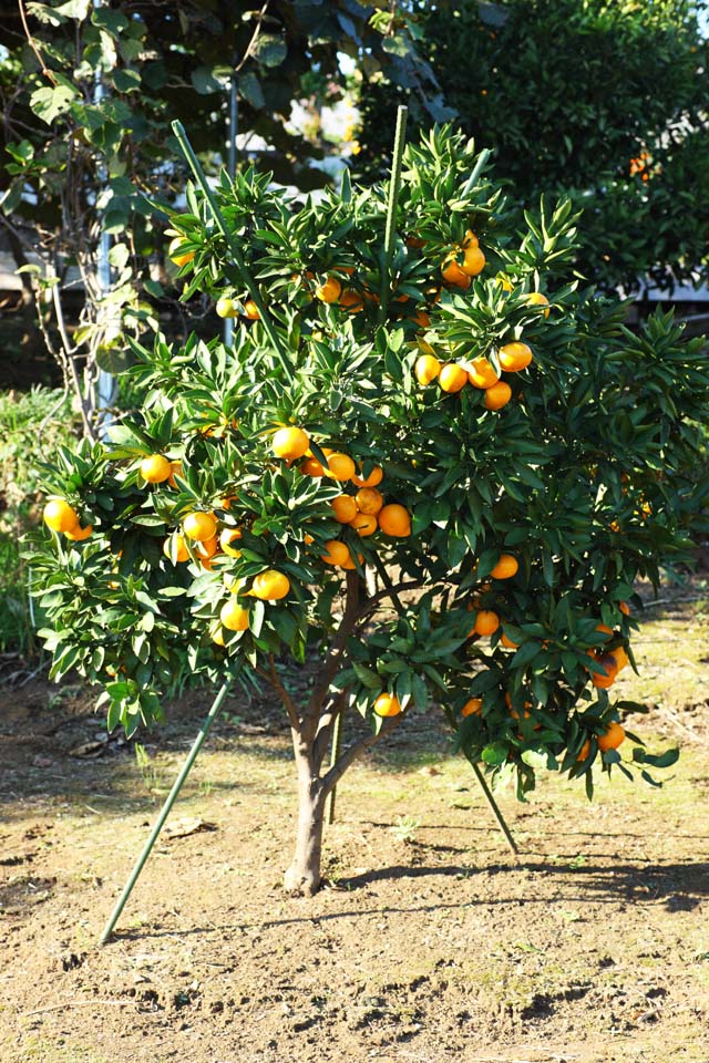 photo, la matière, libre, aménage, décrivez, photo de la réserve,Une orange mandarine, Fruit, , orange mandarine, kotatsu