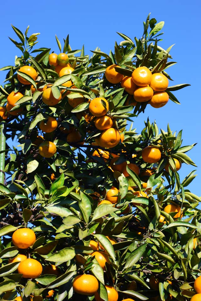 photo, la matière, libre, aménage, décrivez, photo de la réserve,Une orange mandarine, Fruit, , orange mandarine, kotatsu