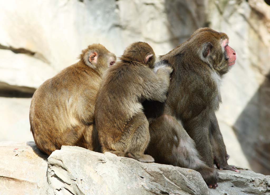 photo, la matière, libre, aménage, décrivez, photo de la réserve,La toilette du singe japonais, singe, , Japonais s'amuse, 