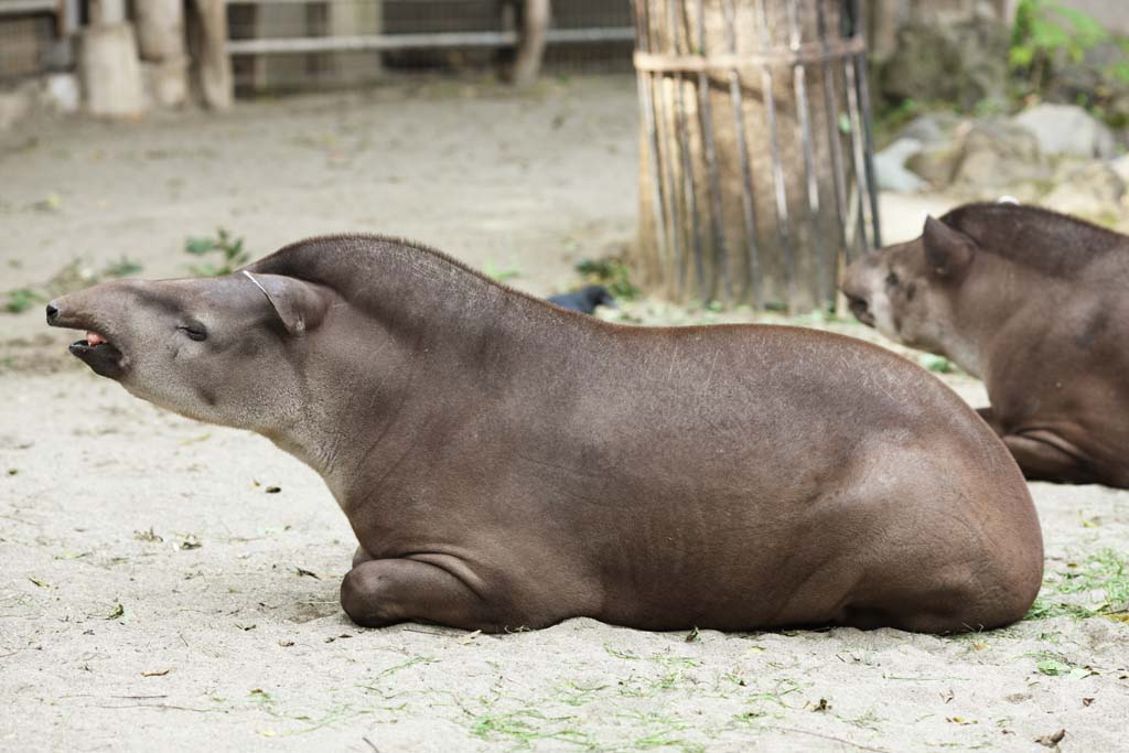 photo, la matière, libre, aménage, décrivez, photo de la réserve,Un tapir américain, tapir, rêve, Une oreille, Somnolence