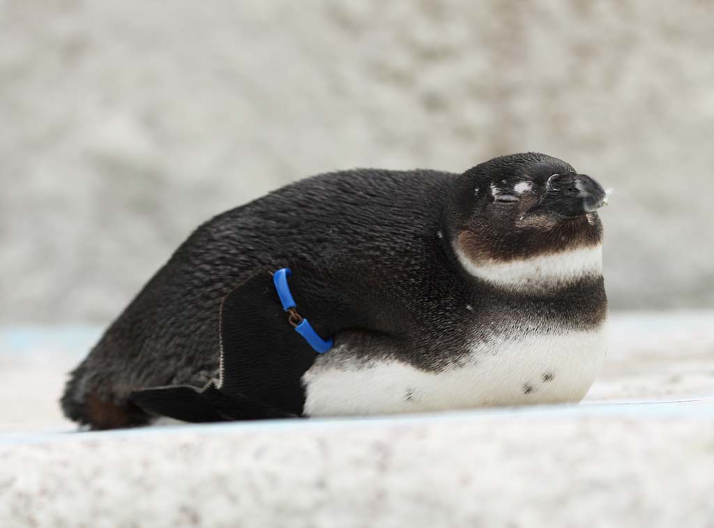 fotografia, materiale, libero il panorama, dipinga, fotografia di scorta,Un pinguino di capo, , pinguino, Meridionale Africa, penna