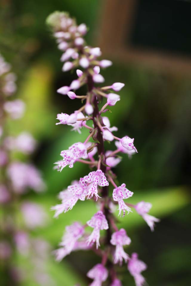 foto,tela,gratis,paisaje,fotografía,idea,Longifolia, Rosado, Una orquídea, Inflorescence, La zona tropical