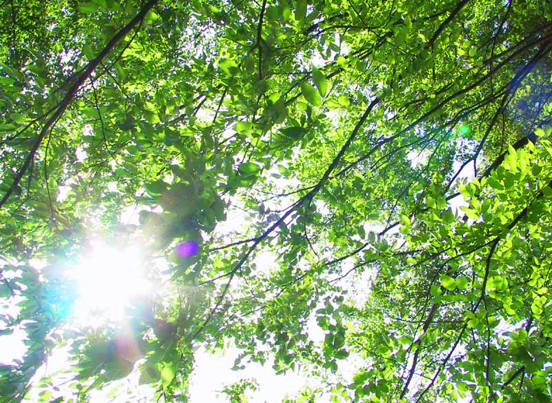 foto,tela,gratis,paisaje,fotografía,idea,Reflejos de sol entre los árboles en el mes de mayo., Permiso, Rama, Luz del sol, 