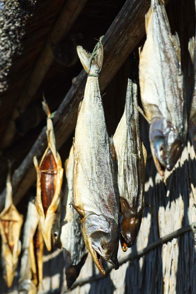 foto,tela,gratis,paisaje,fotografía,idea,El frío divulgando del color salmón, Salmones, , , Toba de salmones