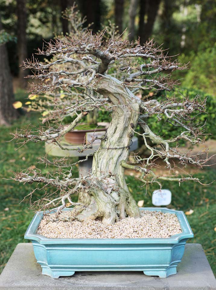 photo, la matière, libre, aménage, décrivez, photo de la réserve,Un bonsai coréen, bonsai, plante de jardin, Jardiner, Art