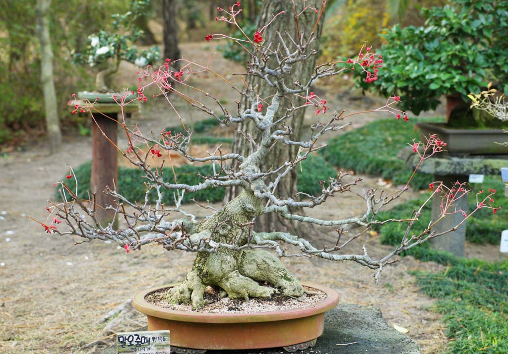 photo, la matière, libre, aménage, décrivez, photo de la réserve,Un bonsai coréen, bonsai, plante de jardin, Jardiner, Art