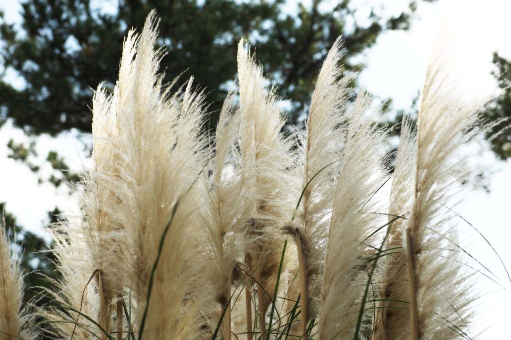 foto,tela,gratis,paisaje,fotografía,idea,Plumas de hierba de pampas, Pampas, Corea, , 