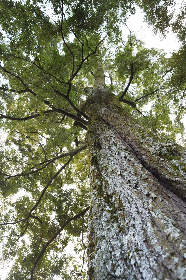 foto,tela,gratis,paisaje,fotografía,idea,Tenryu - ji árbol grande, Chaitya, La corteza, Herencia de mundo, Sagano