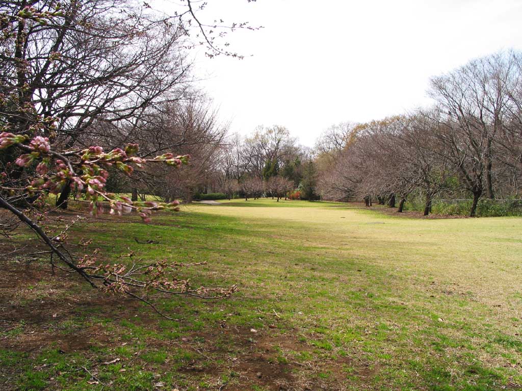 foto,tela,gratis,paisaje,fotografía,idea,Parque en primavera, Luz del sol, Póngase amarillo, , 