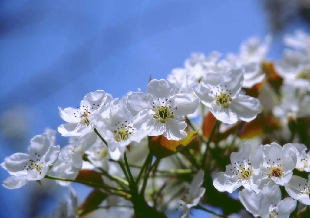 foto,tela,gratis,paisaje,fotografía,idea,Cerezos de Corea del Sur, Blanco, Flor de cerezo, , 