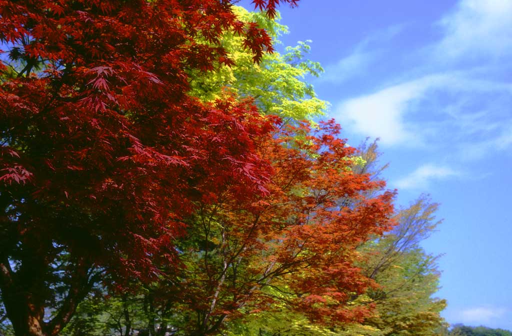 Foto, materiell, befreit, Landschaft, Bild, hat Foto auf Lager,Rote Blätter und junge grüne Blätter, Herbst geht, blauer Himmel, , 