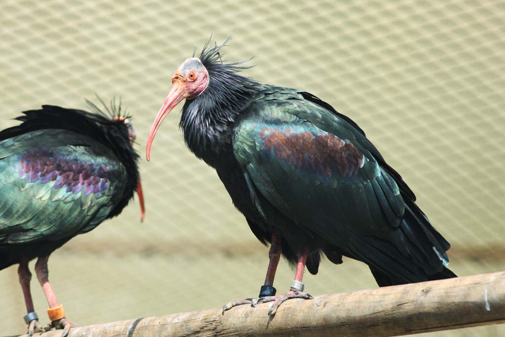 Foto, materiell, befreit, Landschaft, Bild, hat Foto auf Lager,Ein grauhaariger Flaggenschmuck japanischer crested-Ibis, Liste von roten, Waldrapp, Die Krähe des Waldes, Kahlheit