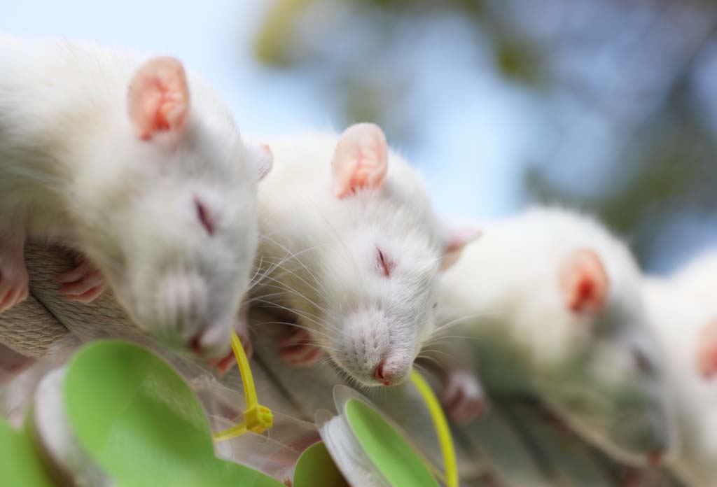 Foto, materiell, befreit, Landschaft, Bild, hat Foto auf Lager,Es ist angenehm ein Nachmittag von Schläfchen, Maus, Schläfchen, Schlaf, Glück