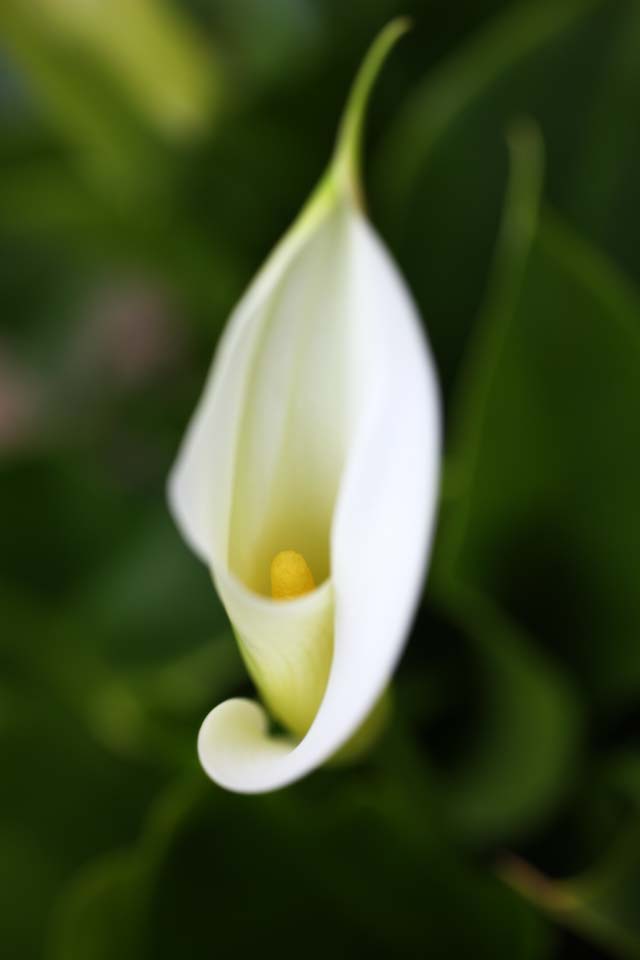 photo,material,free,landscape,picture,stock photo,Creative Commons,A color, White, color, calla, 