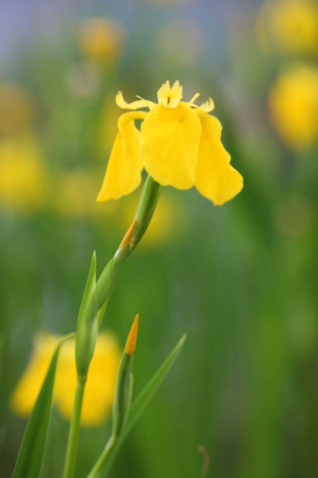 foto,tela,gratis,paisaje,fotografía,idea,Iris pseudoacorus, Bandera melodiosa, Un lirio, , Póngase amarillo