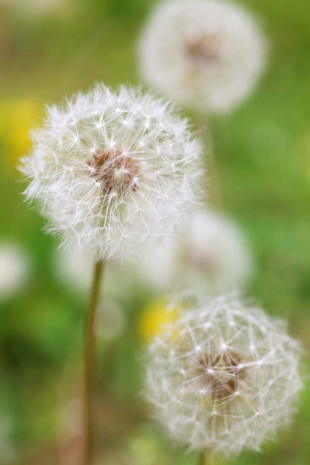 Foto, materiell, befreit, Landschaft, Bild, hat Foto auf Lager,Die Watte des Löwenzahnes, Löwenzahn, , Dan Delaware Ion, coltsfoot snakeroot-Löwenzahn