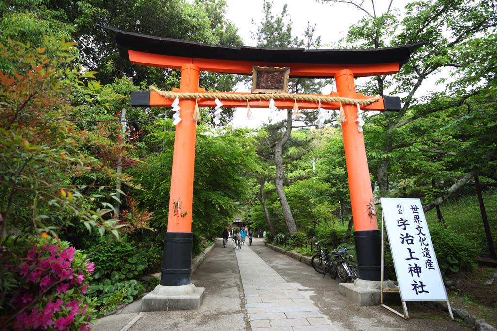 photo, la matière, libre, aménage, décrivez, photo de la réserve,C'est un torii de temple shintoïste dans Uji, torii, Shintoïsme, Temple shintoïste, Une approche à un temple