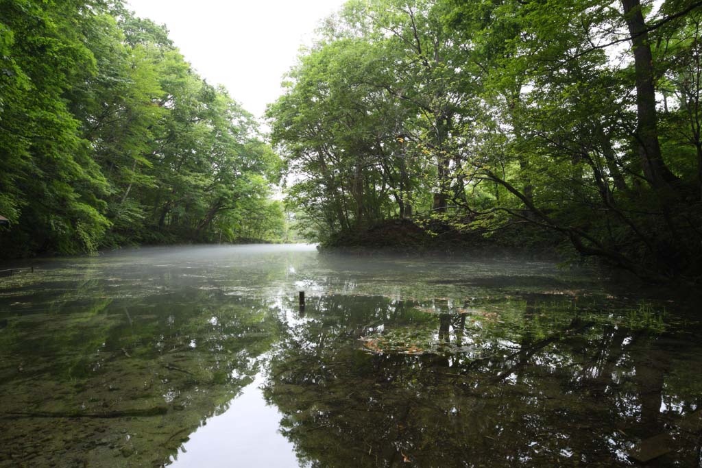 写真,素材,無料,フリー,フォト,クリエイティブ・コモンズ,風景,壁紙,鳥沼公園, 透明, 朝靄, 湧水, 原生林