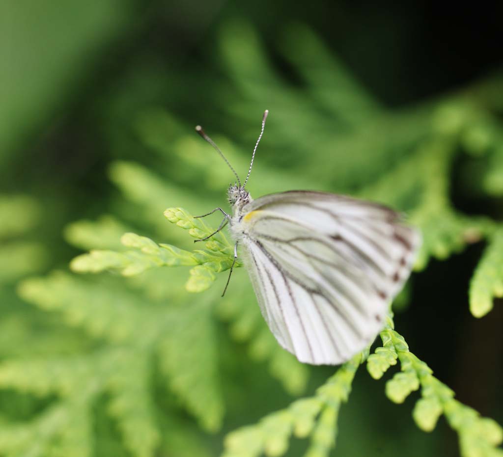 foto,tela,gratis,paisaje,fotografía,idea,Mariposa de brimstone de bizarrerie de línea, Mariposa, , , Pluma