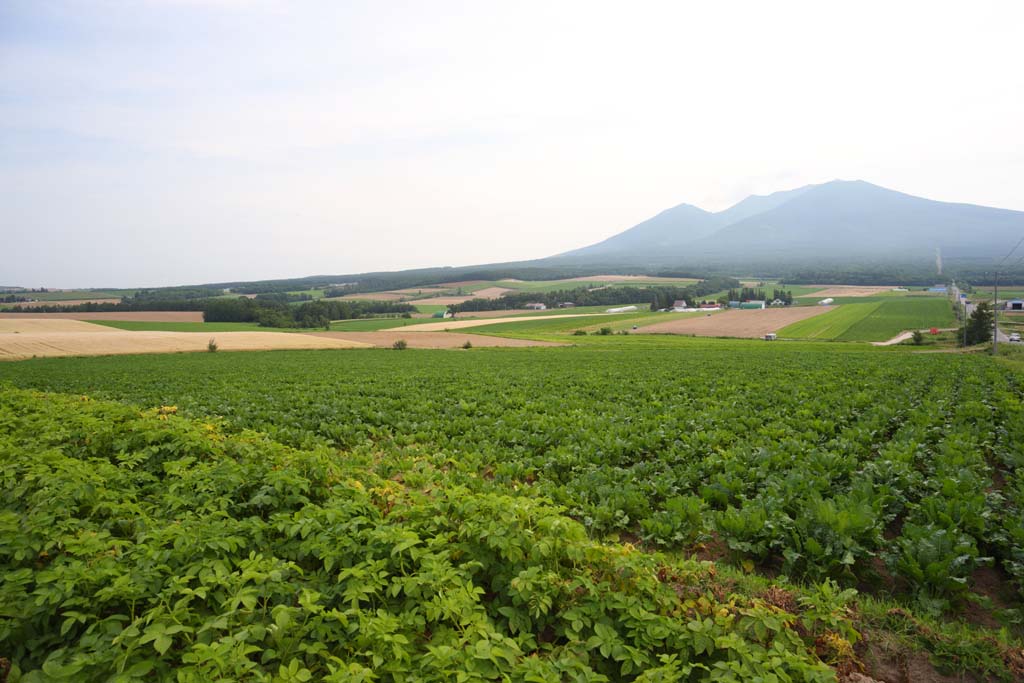 写真,素材,無料,フリー,フォト,クリエイティブ・コモンズ,風景,壁紙,富良野の田園風景, 畑, 十勝岳, 田舎, 田園風景