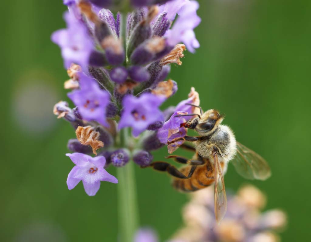 foto,tela,gratis,paisaje,fotografía,idea,Es una abeja a una lavanda, Abeja, , , Lavanda