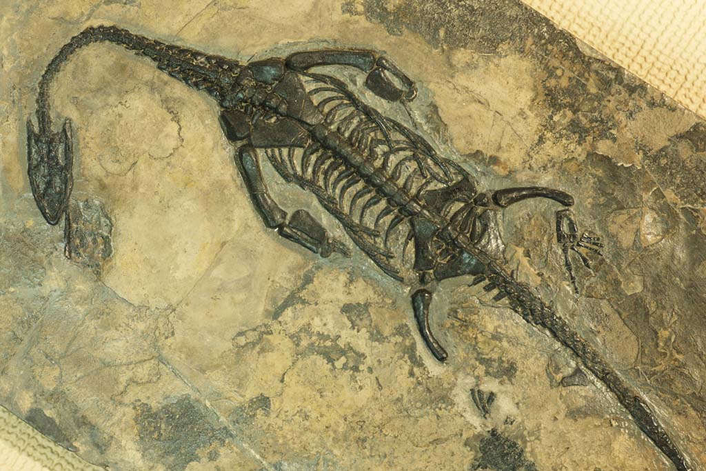 photo,material,free,landscape,picture,stock photo,Creative Commons,The fossil of the dinosaur, fossil, dinosaur, An ancient creature, Evolution