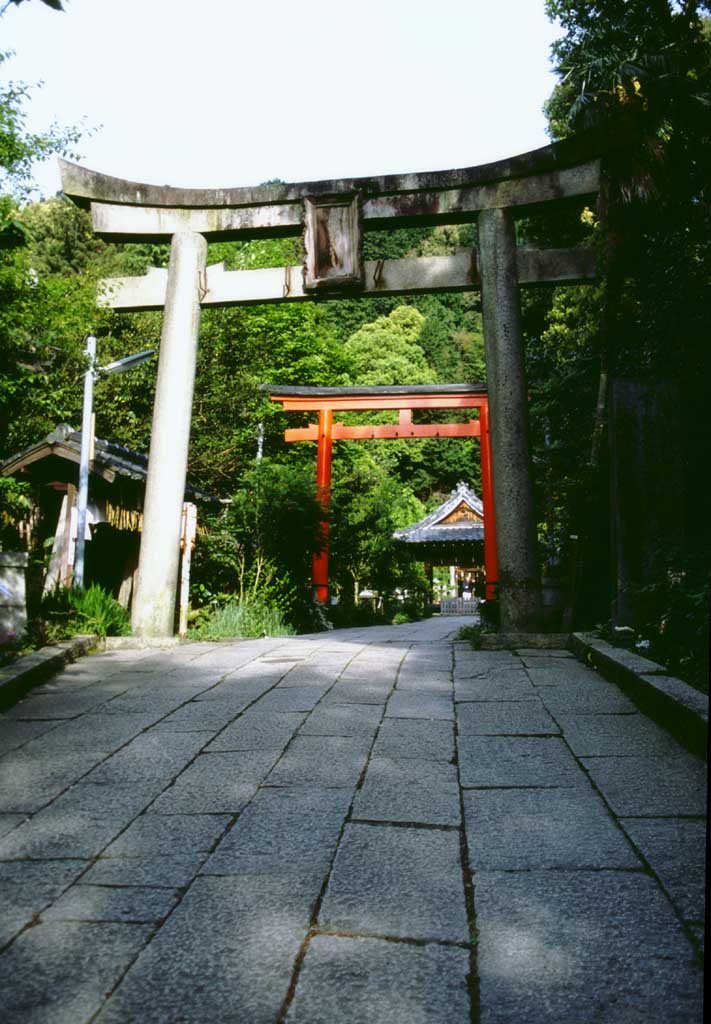 photo,material,free,landscape,picture,stock photo,Creative Commons,Street of torii gates, torii gate, shrine, , 