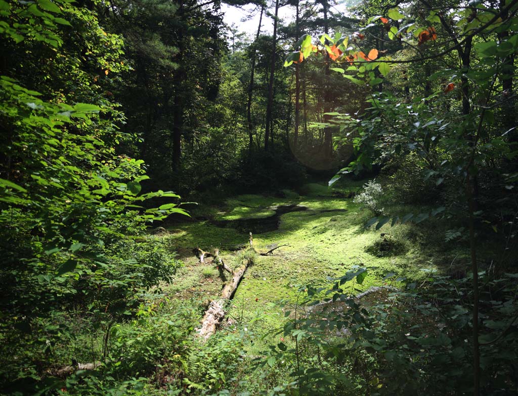 Foto, materiell, befreit, Landschaft, Bild, hat Foto auf Lager,See fünf Farben, Wald, Teich, abgefallener Baum, Mt. Bandai-san