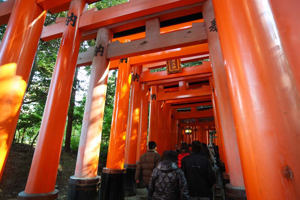 ÇáÕæÑÉ,ÇáãÇÏÉ,ÍÑÑ,ãäÙÑ ááØÈíÚÉ,Ìãíá,ÕæÑ,1,toriis ãÒÇÑ Taisha Fushimi-Inari 000., ÓäÉ ÌÏíÏÉ ÒÇÑ Åáì ãÒÇÑ ÔäÊæ, torii., Inari., ÇáËÚáÈ.