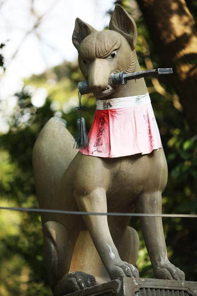 fotografia, materiale, libero il panorama, dipinga, fotografia di scorta,Fushimi-Inari Taisha immagine di volpe di Sacrario, Drappeggio rotolato, torii, Inari, volpe